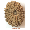 14mukhi collector size
