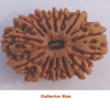 15 mukhi collector rudraksha