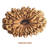 collector size 16 mukhi