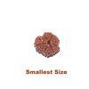 3 mukhi smallest
