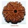 seven mukhi collector