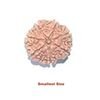 seven mukhi smallest