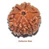 six mukhi large