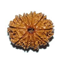 Ten Mukhi Rudraksha