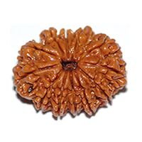 Twelve Mukhi Rudraksha