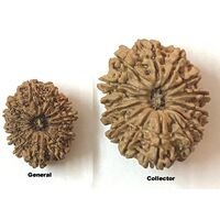 Fourteen Mukhi Rudraksha