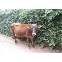 Cow donation