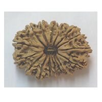 Sixteen Mukhi Rudraksha