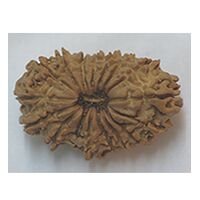 Seventeen Mukhi Rudraksha