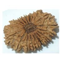 Eighteem Mukhi Rudraksha