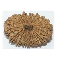 Nineteen Mukhi RUdraksha