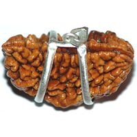 One Mukhi rudraksha
