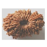 Twenty One Mukhi Rudraksha