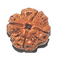 Four Mukhi Rudraksha