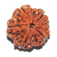 Five Mukhi Rudraksha