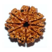 Eight Mukhi Rudraksha