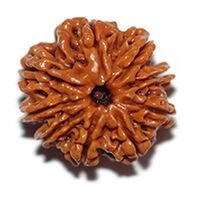 Nine Mukhi RUdraksha