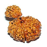 Gauri Ganesh Rudraksha