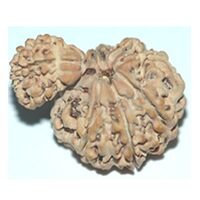 Nag Savar Rudraksha