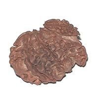 rare rudraksha