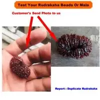 Rudraksha Testing