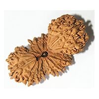Trijuti Rudraksha