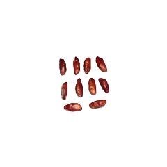 Rudraksha Seeds