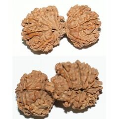 14 mukhi Gaurishankar