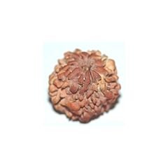 Nirakar rudraksha