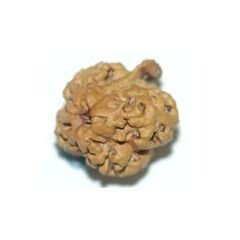 Nirakar Ganesh Rudraksha
