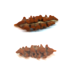 Rare Nepali one Mukhi