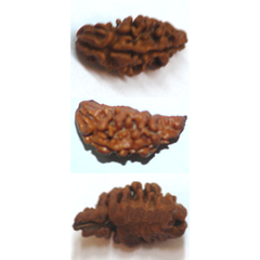 Halfmoon shape Nepali one mukhi
