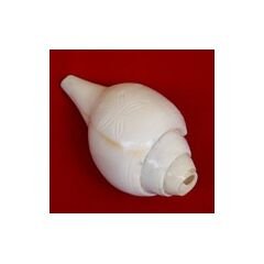 Left Handed Conche