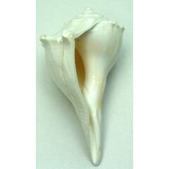 Right Handed Conche