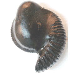 Shree Varaha Shaligram