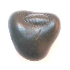 Shree Vamana Shaligram