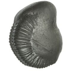 Shree Buddha Shaligram