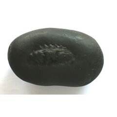 Shree Kurma Shaligram