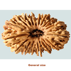 General size 18 mukhi