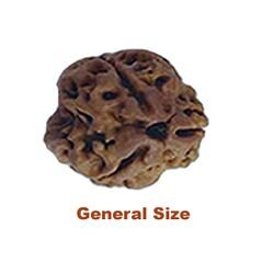 3 mukhi rudraksha general
