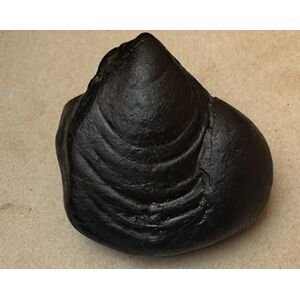 Shree Shatimata Sri maheshwori Shaligram