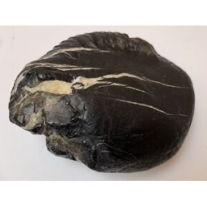 Shree Adbhut sweta ganga Mahadeva hari shaligram