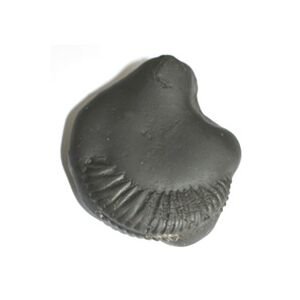 Shree Parshuram Shaligram