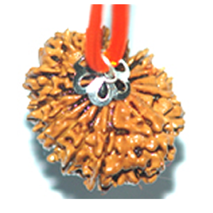 12 mukhi rudraksha pendant