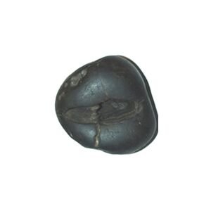 Shree lakshmi Narayan Shaligram