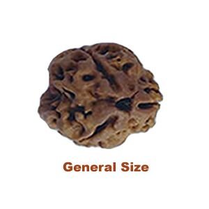 3 mukhi rudraksha general