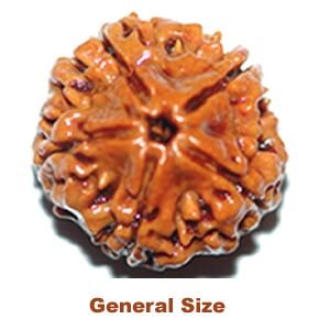 5 Mukhi general size