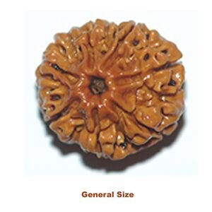general size seven mukhi