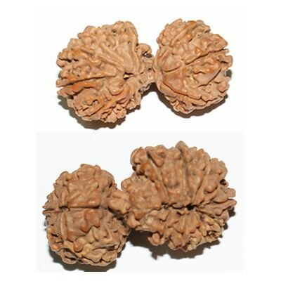 14 mukhi Gaurishankar