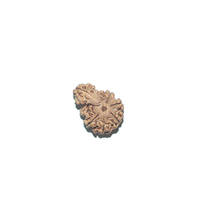 savar rudraksha